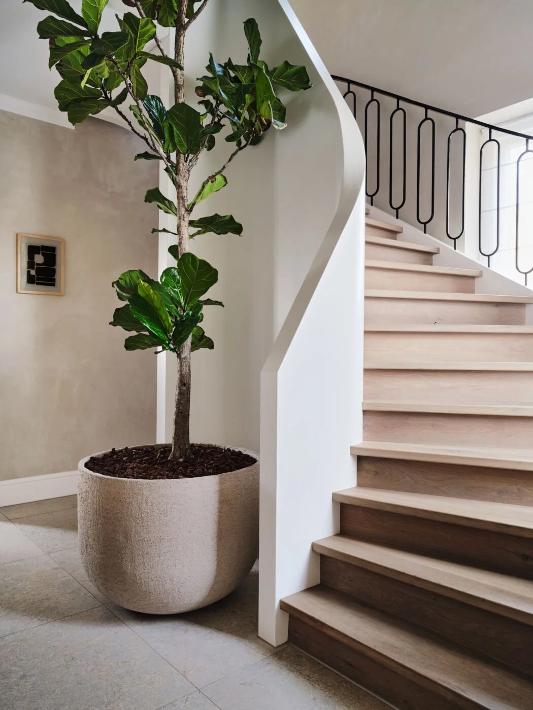 A soft plaster wall curves around a staircase with black custom railing, accompanied by a large fiddle leaf fig in a textured planter.
